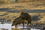 wild hogs