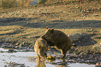 wild hogs