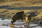 wild hogs