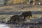 wild hogs