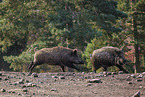wild hogs