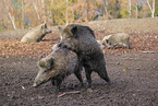 wild hogs