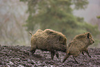 wildboars
