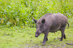 wildboar