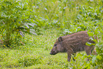 wildboar