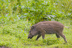 wildboar