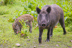 wildboars