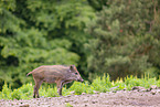 wildboar
