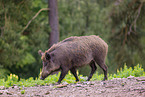 wildboar