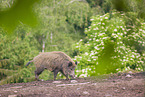wildboar