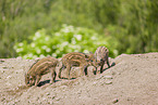 wildboars