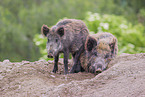 wildboars