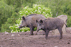 wildboars