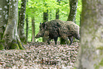 wildboars