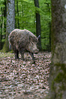 wildboars