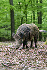 wildboars