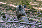 wildboars
