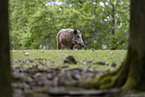 wildboars