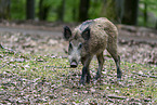 wild boar
