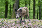 wild boar