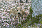 wildboars