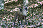 wild boar