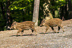 wildboars