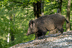 wild boar