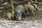 wildboars