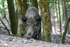 wild boar