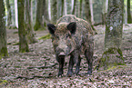 Wild Boar