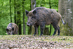 wildboars