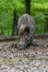Wild Boar