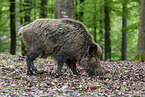 Wild Boar