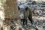 Wild Boar