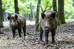 wildboars