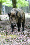 wild boar