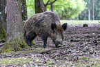 wild boar