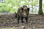 wild boar