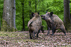 wildboars