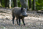 wild boar