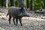 wild boar