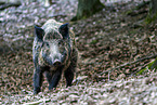 wild boar