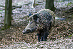 wild boar