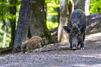 wild boars