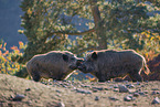 wildboars