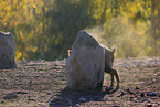 wildboar