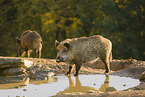 wildboars