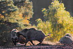 wildboars