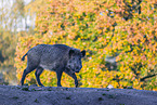 wildboar